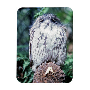Tawny Frogmouth, Tasmanien, Australien Magnet
