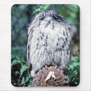 Tawny Frogmouth, Tasmanien, Australien Mousepad