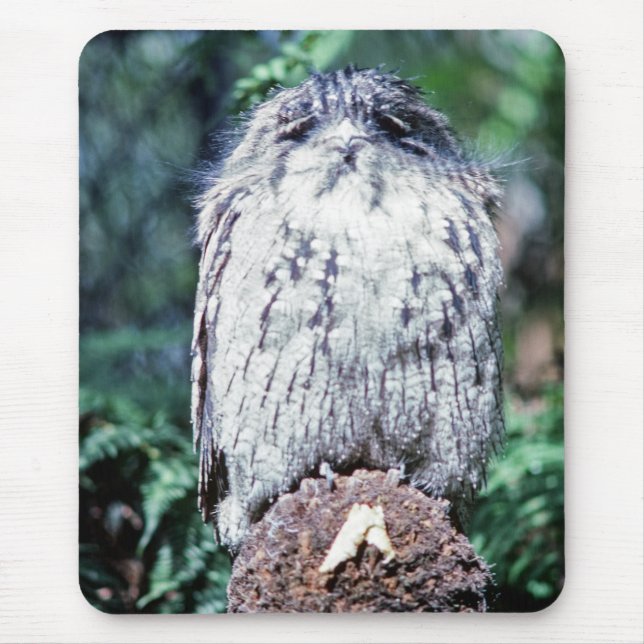 Tawny Frogmouth, Tasmanien, Australien Mousepad (Vorne)