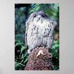 Tawny Frogmouth, Tasmanien - Australien Poster