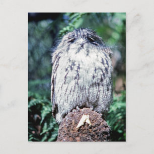 Tawny Frogmouth, Tasmanien, Australien Postkarte