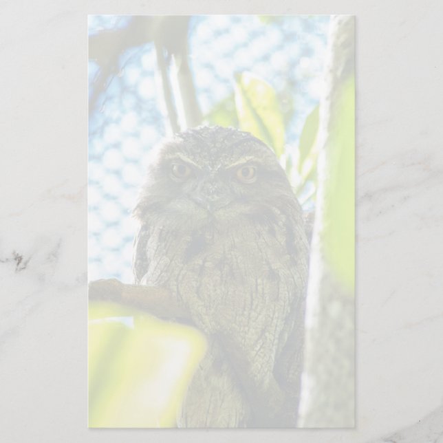 Tawny ist No Owl Briefpapier (Vorderseite)