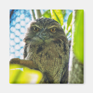 Tawny ist No Owl Magnet