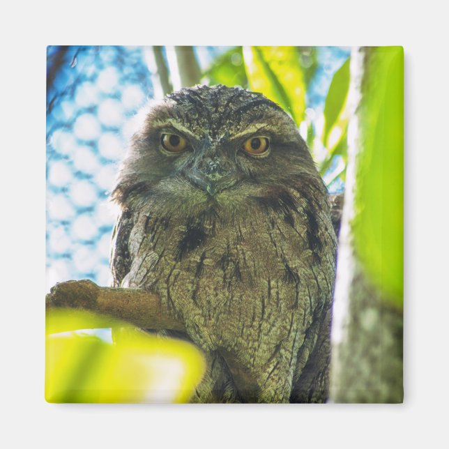 Tawny ist No Owl Magnet (Vorne)