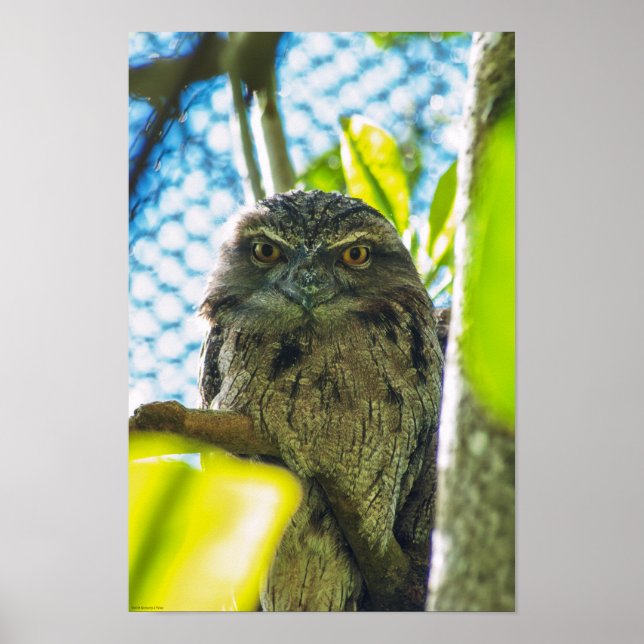 Tawny ist No Owl Poster (Vorne)