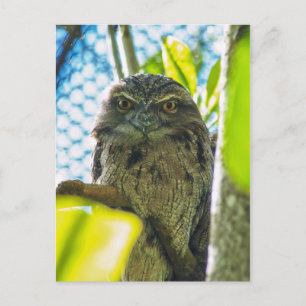 Tawny ist No Owl Postkarte