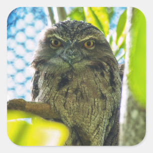 Tawny ist No Owl Quadratischer Aufkleber
