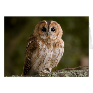 Tawny Owl