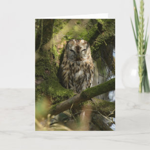 Tawny Owl in Woodland Karte