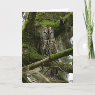 Tawny Owl Karte
