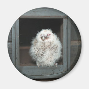 Tawny Owl Magnet