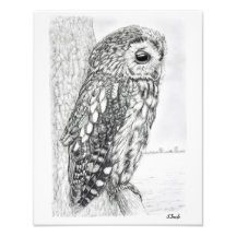 Tawny Owl Pencil Zeichnend