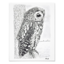 Tawny Owl Pencil Zeichnend Fotodruck