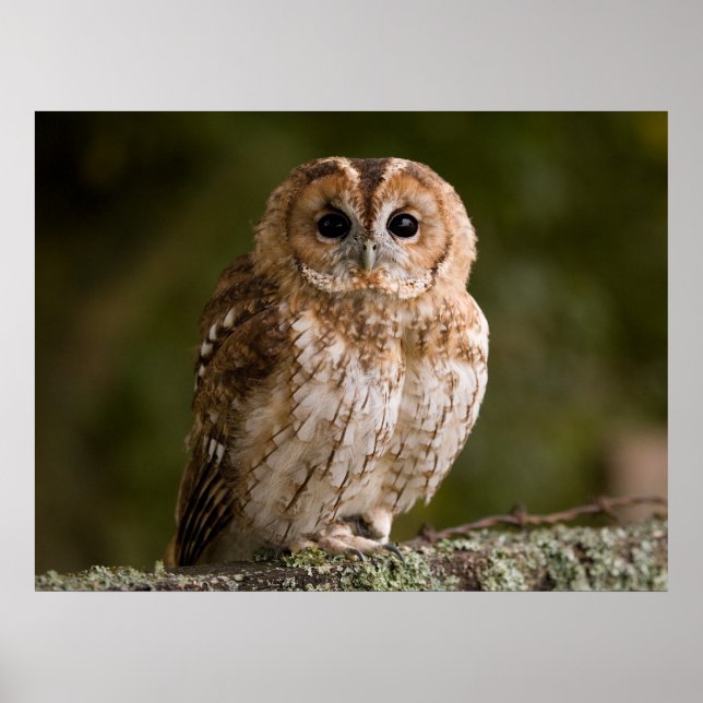 Tawny Owl Poster (Vorne)