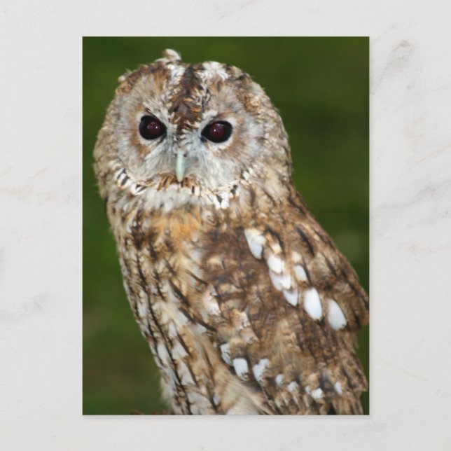 Tawny Owl Postkarte (Vorderseite)