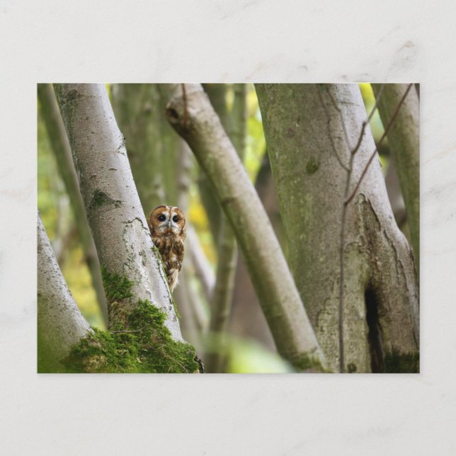 Tawny Owl Postkarte (Vorderseite)