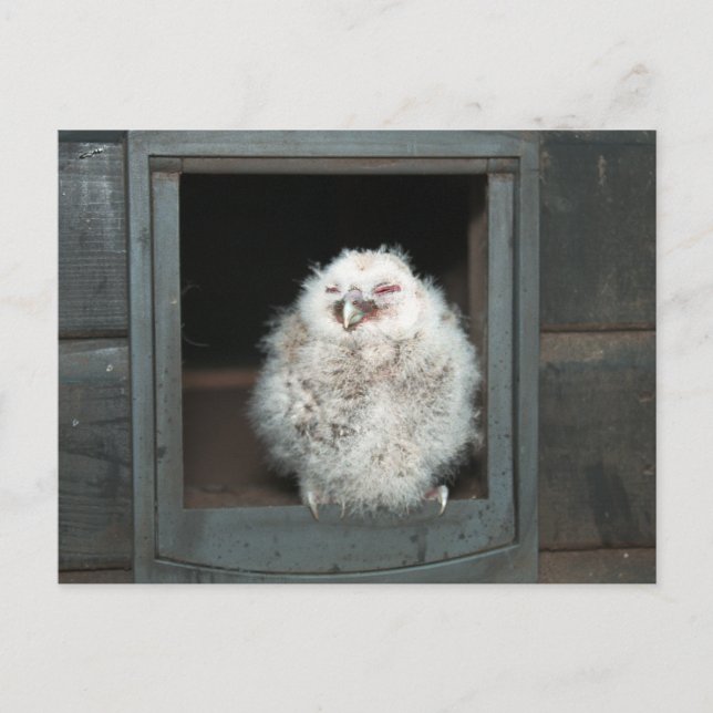 Tawny Owl Postkarte (Vorderseite)