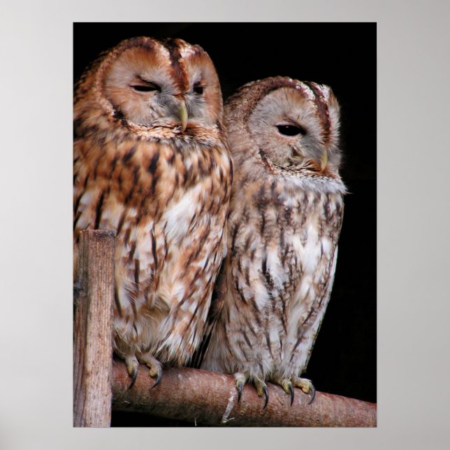 Tawny Owls Poster (Vorne)