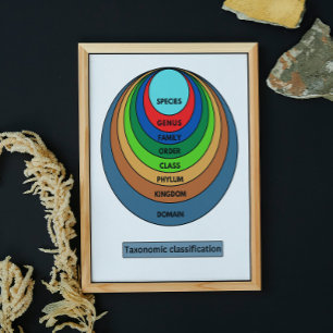 Taxonomische Klassifizierung Poster