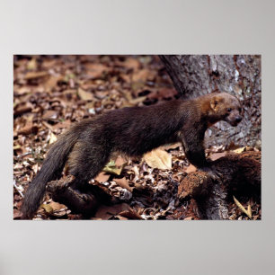 Tayra (Eira barbata) Poster