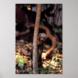 Tayra (Eira barbata) Poster