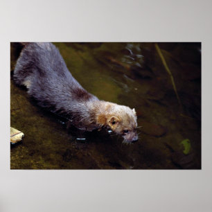 Tayra (Eira barbata) Poster