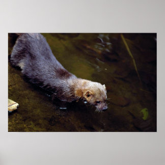 Tayra (Eira barbata) Poster