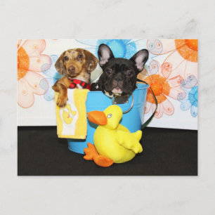 Taz und Aquamarin - Dackel & Bulldog -3 Postkarte