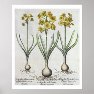 Tazetta Narcissi,  from the 'Hortus Eystettensis' Poster