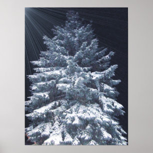 TBA Award - Pine Lights Poster