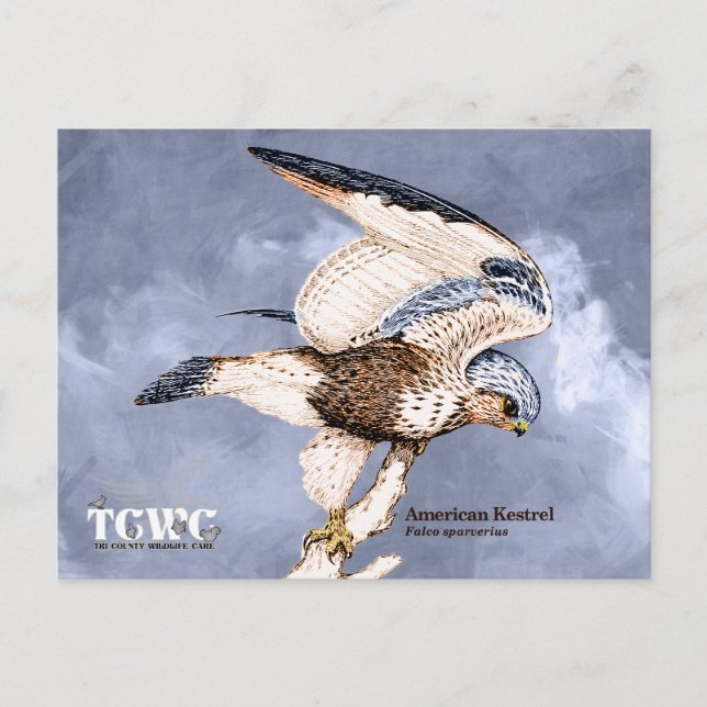 TCWC - American Kestrel Illustration with Logo Postkarte (Vorderseite)