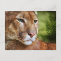 TCWC - Puma Mountain Lion Art