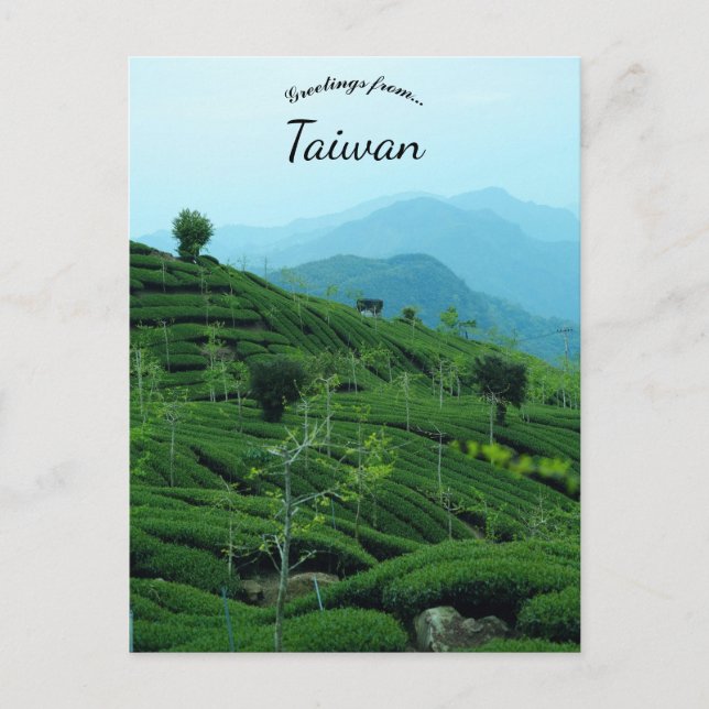 Tea Plantation in Taiwan Postkarte (Vorderseite)