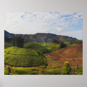 Tea Plantation Kerala Staat Indien Poster