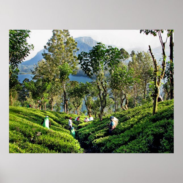Tea Plantation Poster (Vorne)