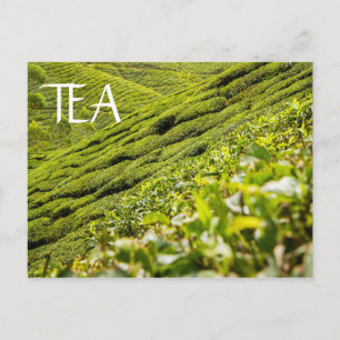 Tea Plantation Postkarte
