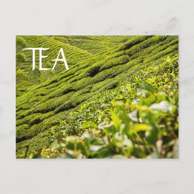Tea Plantation Postkarte (Vorderseite)