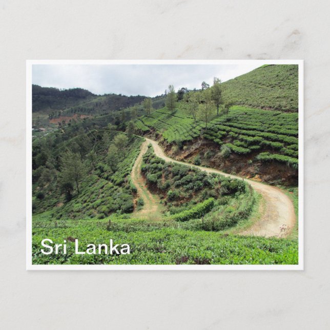 tea plantations sri lanka postkarte (Vorderseite)