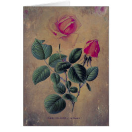 Tea Rose Grunge, Muttertag