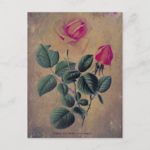 Tea Rose Grunge Postkarte