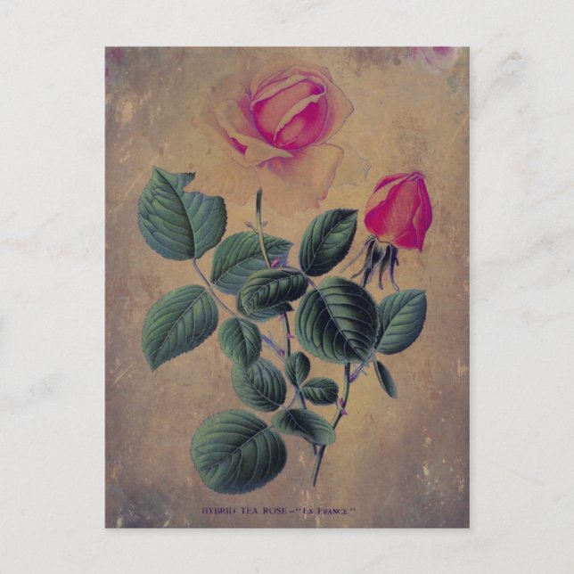 Tea Rose Grunge Postkarte (Vorderseite)
