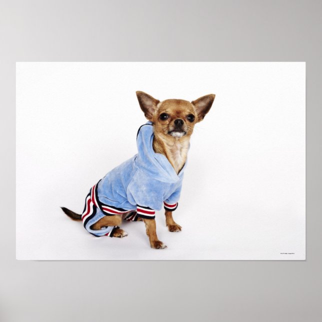 Teacup Chihuahua Poster (Vorne)
