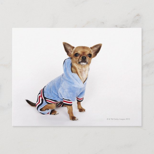 Teacup Chihuahua Postkarte (Vorderseite)
