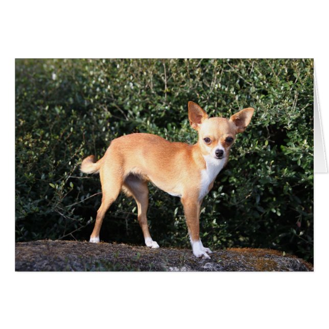 Teacup Chihuahua Puppy (Vorderseite (Horizontal))
