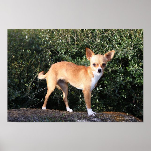 Teacup Chihuahua Puppy Poster (Vorne)