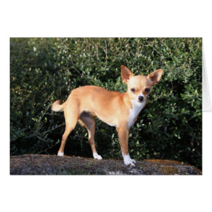 Teacup-Chihuahua-Welpe