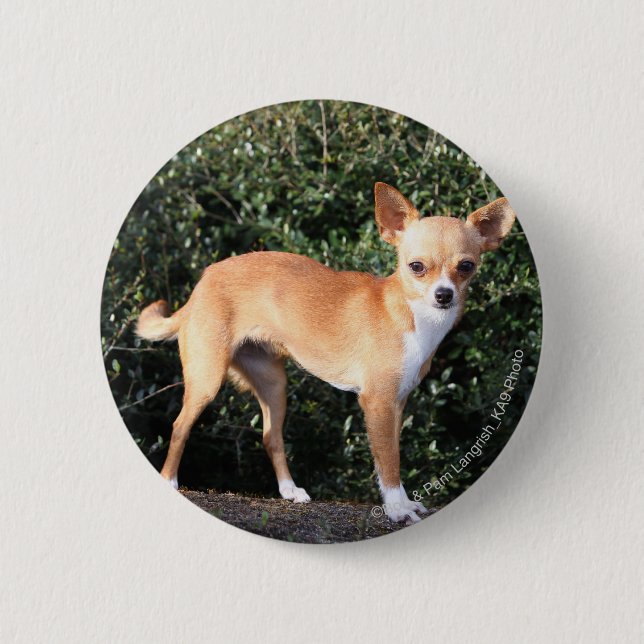 Teacup-Chihuahua-Welpe Button (Vorderseite)