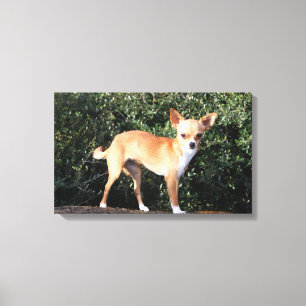 Teacup-Chihuahua-Welpe Leinwanddruck