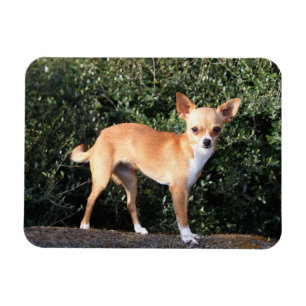 Teacup-Chihuahua-Welpe Magnet