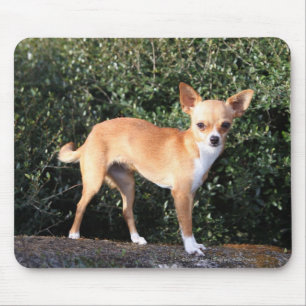 Teacup-Chihuahua-Welpe Mousepad